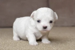 Maltese — young puppy (~1 mo)