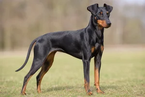 Manchester Terrier — adult