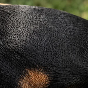 Manchester Terrier — coat texture