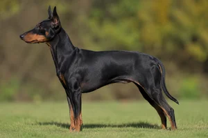 Manchester Terrier — black and tan coat