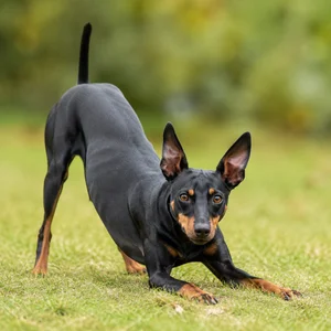 Manchester Terrier — playful