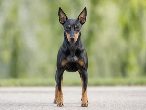 Manchester Terrier — front