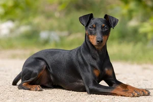 Manchester Terrier — lying down