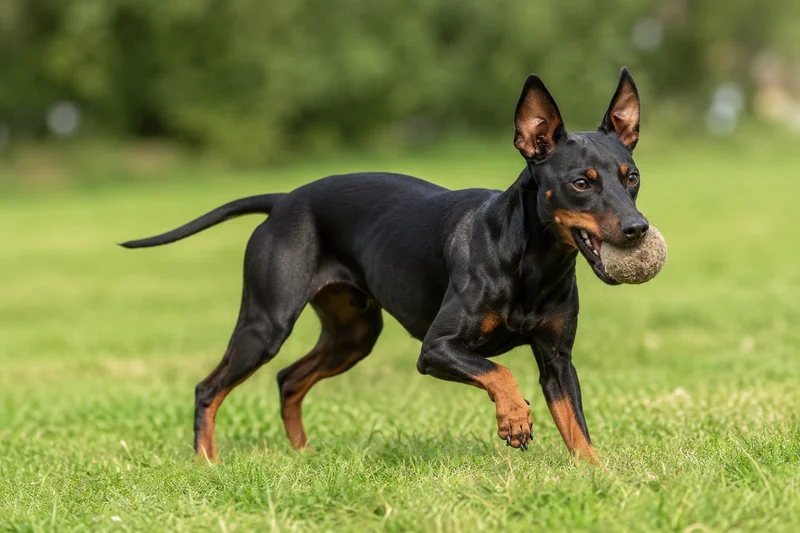 Manchester Terrier — playing