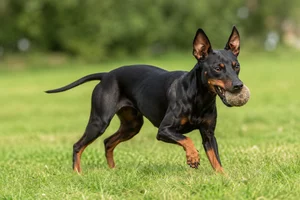 Manchester Terrier — playing