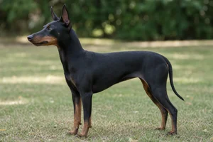Manchester Terrier dog