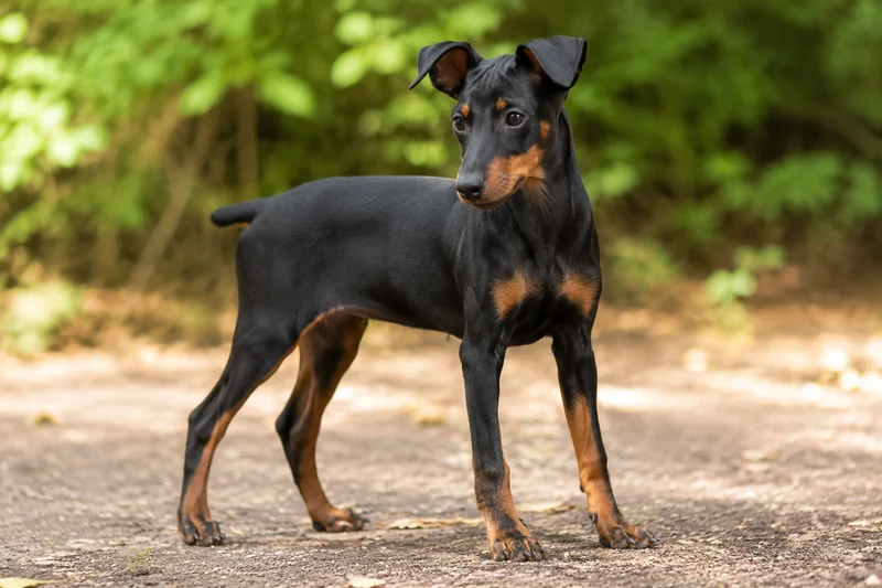Manchester Terrier — puppy (~4 mo)