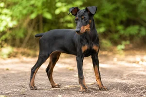 Manchester Terrier — puppy (~4 mo)