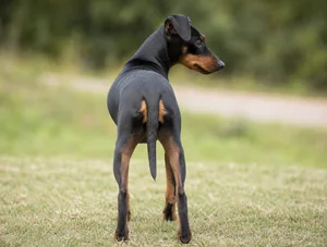 Manchester Terrier — rear