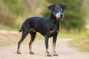 Manchester Terrier — senior