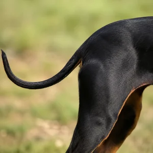Manchester Terrier — tail
