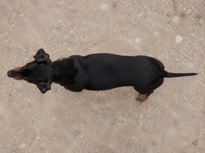 Manchester Terrier — top