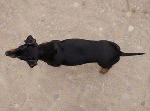 Manchester Terrier — top