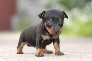 Manchester Terrier — young puppy (~1 mo)
