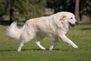 Maremma Sheepdog — running