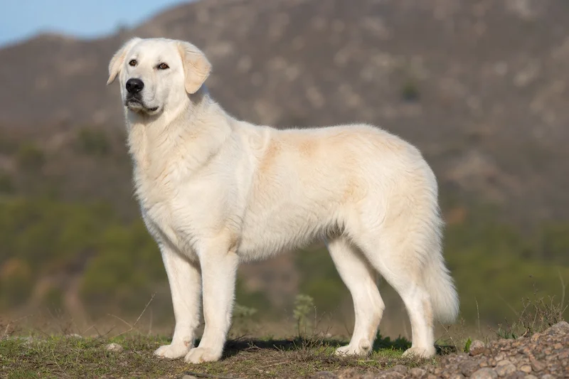 Maremma Sheepdog — adult