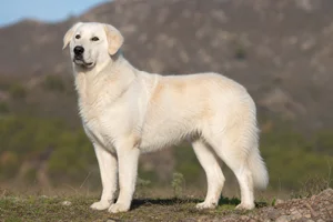 Maremma Sheepdog — adult