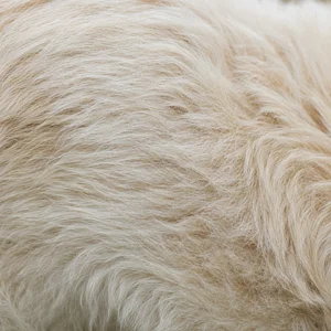 Maremma Sheepdog — coat texture