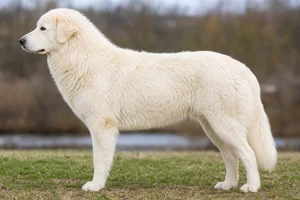 Maremma Sheepdog — Ivory coat