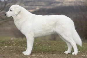 Maremma Sheepdog — White coat