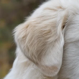 Maremma Sheepdog — ears