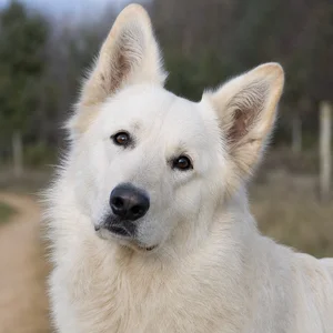 Maremma Sheepdog — alert