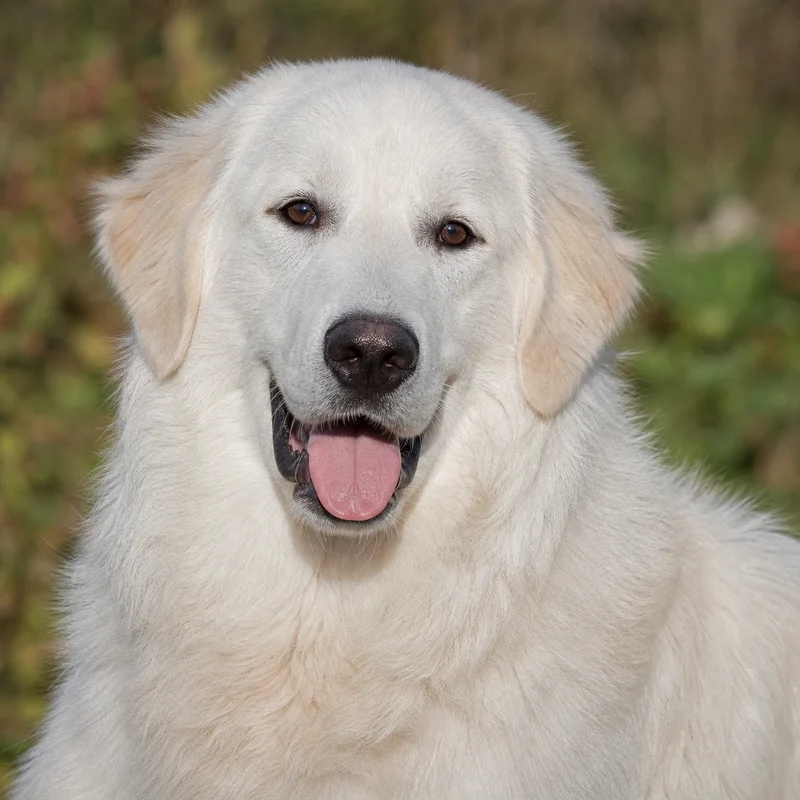 Maremma Sheepdog — happy