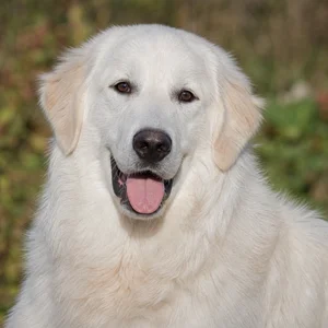 Maremma Sheepdog — happy
