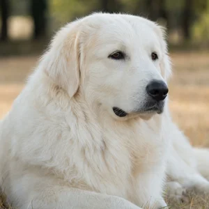 Maremma Sheepdog — relaxed