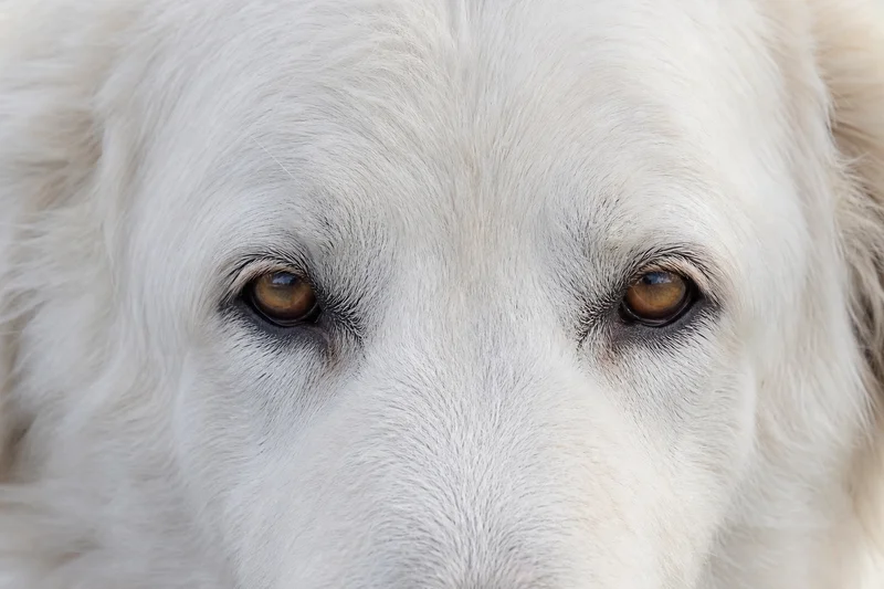 Maremma Sheepdog — eyes