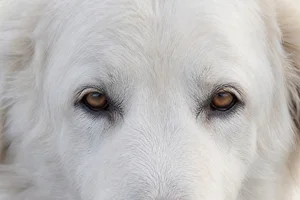 Maremma Sheepdog — eyes