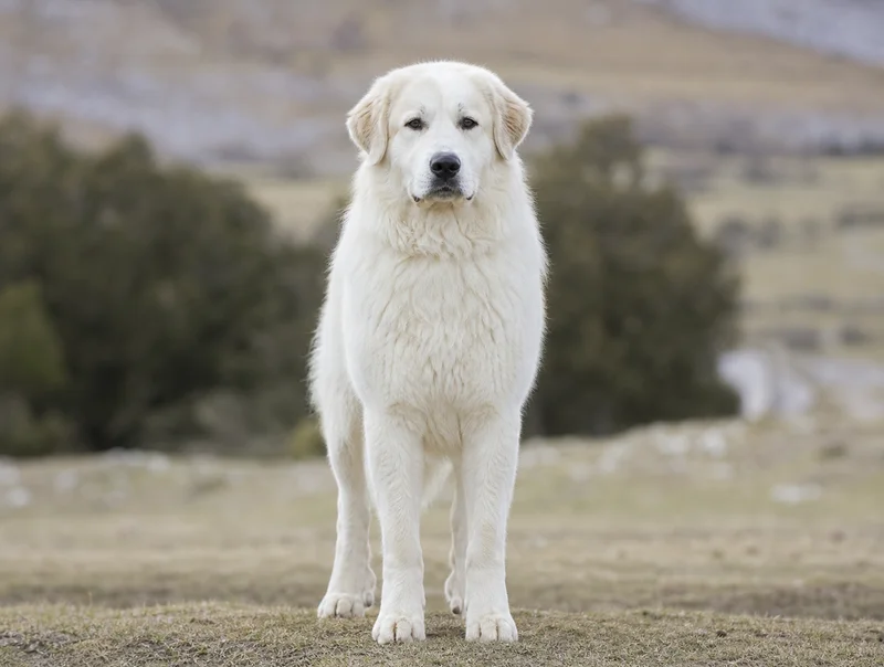 Maremma Sheepdog — front