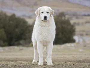 Maremma Sheepdog — front