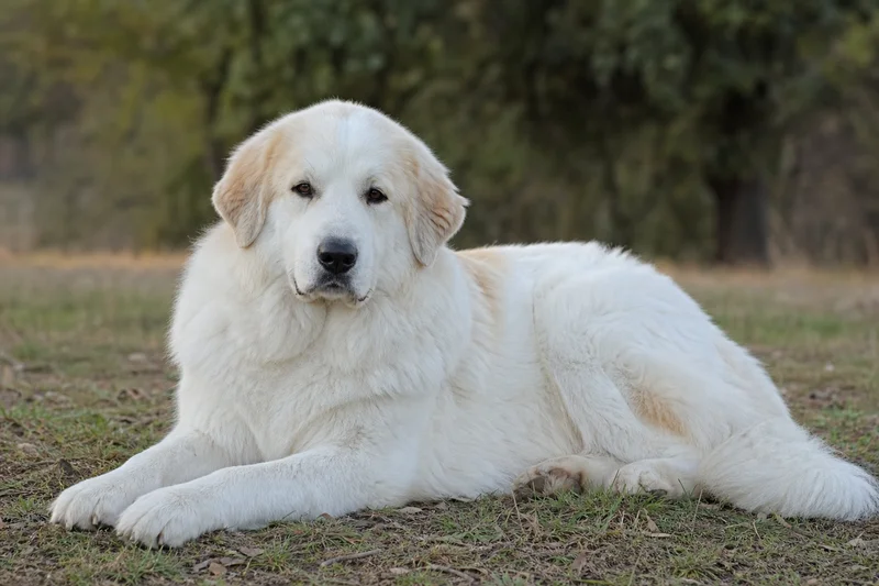 Maremma Sheepdog — lying down