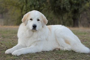 Maremma Sheepdog — lying down