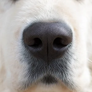 Maremma Sheepdog — nose