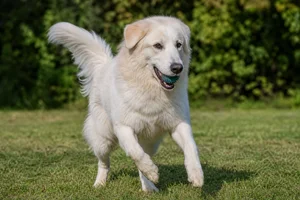 Maremma Sheepdog — playing