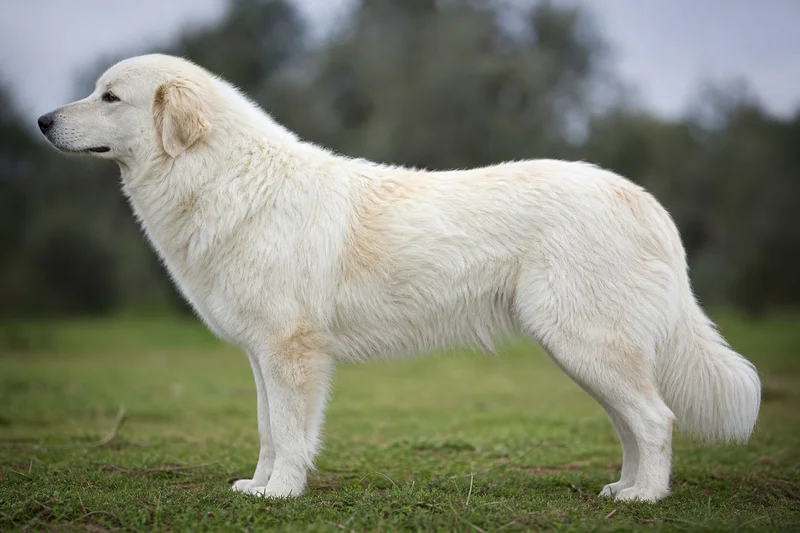 Maremma Sheepdog — side
