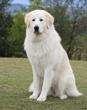Maremma Sheepdog — sitting