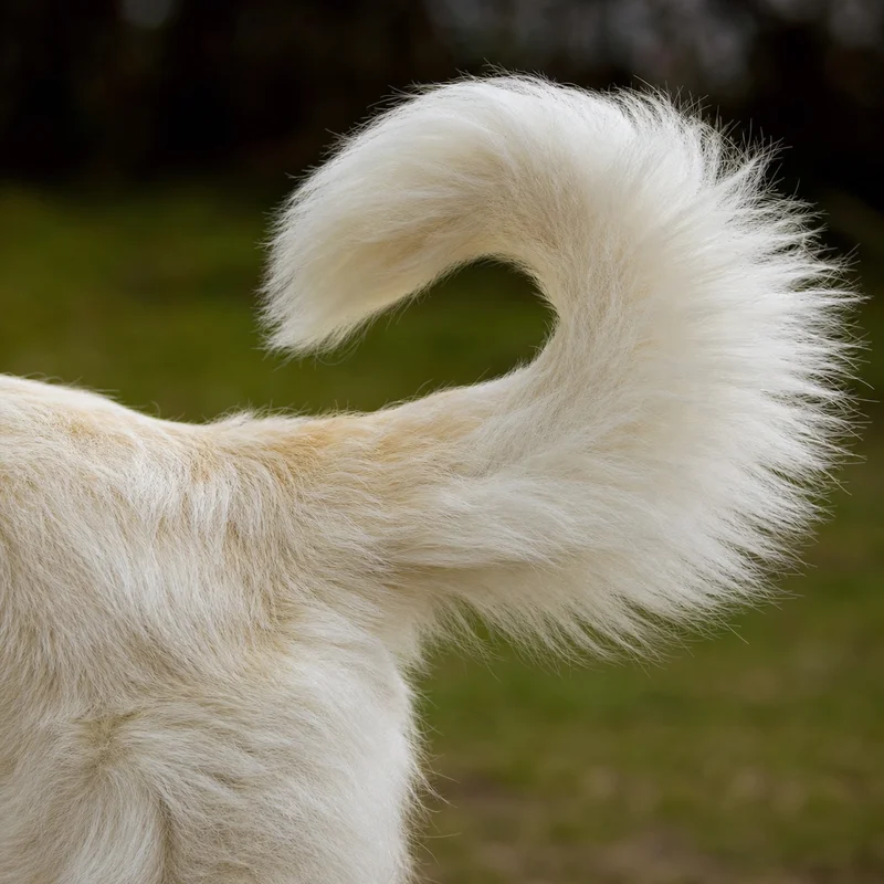 Maremma Sheepdog — tail