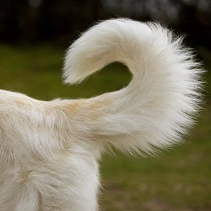 Maremma Sheepdog — tail