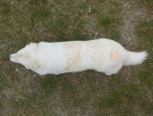Maremma Sheepdog — top