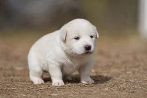 Maremma Sheepdog — young puppy (~1 mo)
