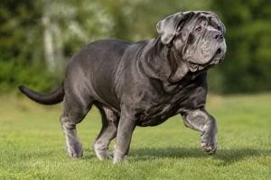 Mastiff — running
