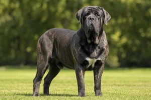 Mastiff — adult