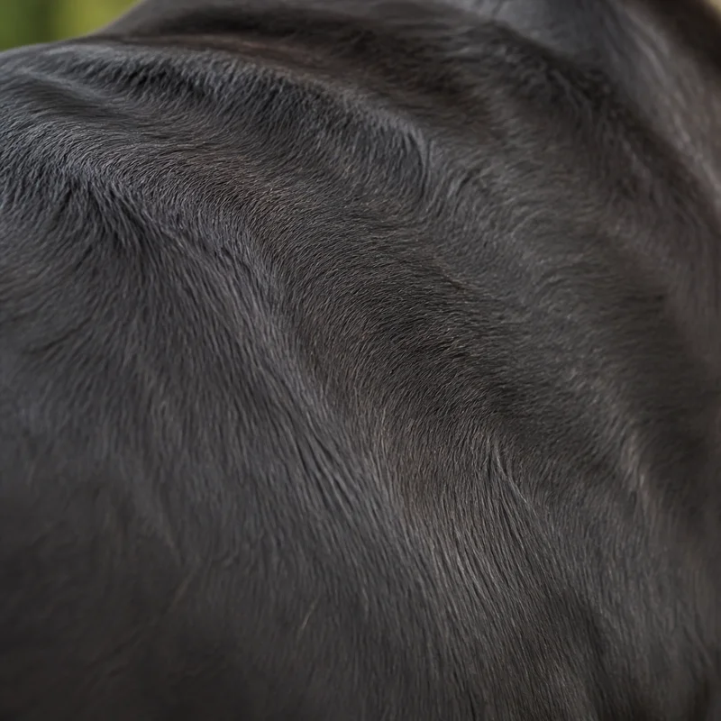 Mastiff — coat texture
