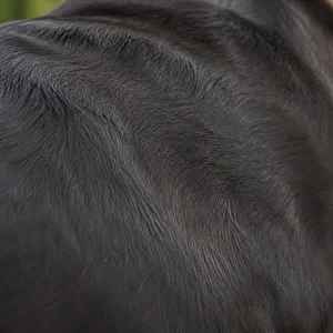 Mastiff — coat texture