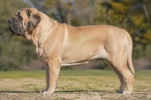 Mastiff — Apricot coat