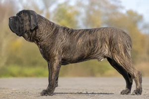 Mastiff — Brindle coat