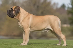 Mastiff — Fawn coat